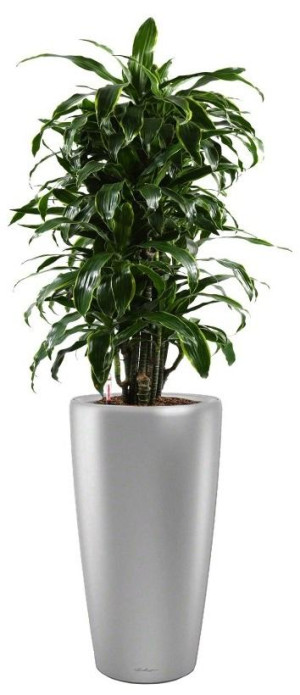 Potted Dracaena Fragrans Arturo House Plant in LECHUZA RONDO Silver Metallic Self-watering Planter, Total Height 160 cm