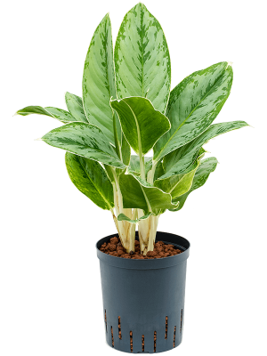 Aglaonema \'Cintho Queen\' W30 H(40-50) cm Live Plant, Potsize D18 cm