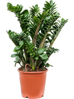 Lush ZZ Plant Zamioculcas zamiifolia \'Zenzi\' Indoor House Plants W50 H(60-70) cm, Potsize D21 cm
