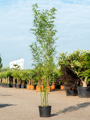 Phyllostachys aurea W45 H(180-225) cm, Potsize D32 cm