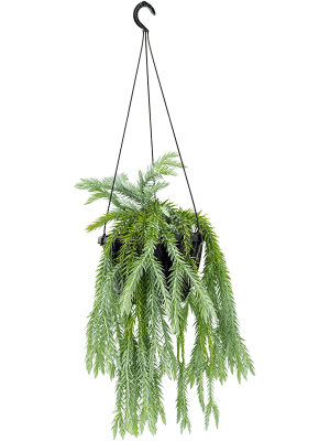 Shade-loving Tassel Fern Huperzia goebelii Indoor House Plants W35 H(40-50) cm, Potsize D26 cm