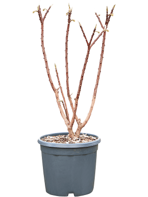 Edgeworthia chrysantha W45 H(72-85) cm, Potsize D29 cm