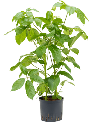 Schefflera actinophylla \'Amate\' Umbrella Tree W50 H(80-100) cm Live Plant, Potsize D22 cm