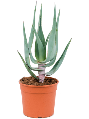 Photogenic Clanwilliam Aloe comosa Indoor House Plants W30 H(40-50) cm, Potsize D16 cm