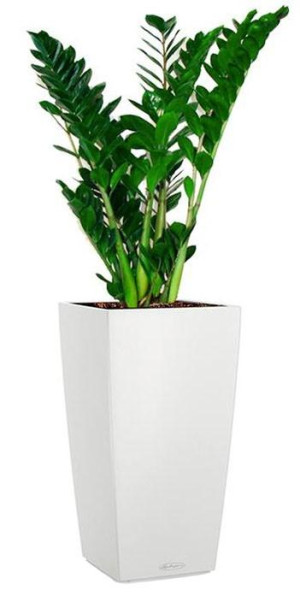 Potted Zamioculcas Zamiifolia House Plant in LECHUZA CUBICO Color White Self-watering Planter, Total Height 150 cm