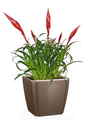 Potted Blooming Scarlet Vriesea House Plant in LECHUZA QUADRO LS Shiny Taupe Self-watering Planter, Total Height 50 cm