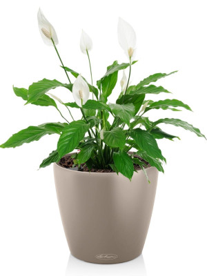 Potted Blooming Spathiphyllum House Plant in LECHUZA CLASSICO Color Sand Brown Self-watering Planter, Total Height 45 cm
