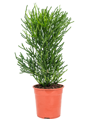 Cheerful African Milk Tree Euphorbia tirucalli Indoor House Plants W40 H(70-80) cm, Potsize D24 cm
