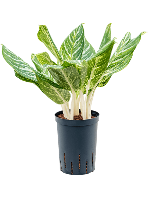 Aglaonema \'Madonna\' Chinese Evergreen W30 H(38-45) cm Live Plant, Potsize D15 cm