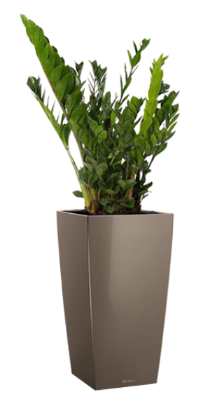 Potted Zamioculcas Zamiifolia House Plant in LECHUZA CUBICO Shiny Taupe Self-watering Planter, Total Height 125 cm