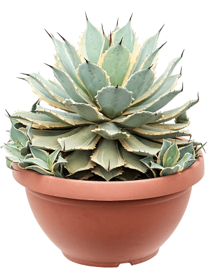 Cute Eye Scream Agave potatorum \'Eye Scream\' Indoor House Plants W35 H(38-45) cm, Potsize D35 cm