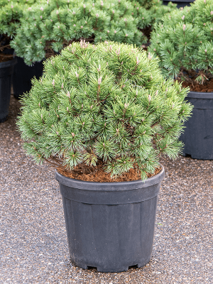 Lush Pinus mugo \'Mops\' W50 H(50-60) cm, Potsize D32 cm