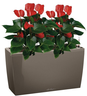 Potted Blooming Anthurium Andraeanum Mix House Plant in LECHUZA CARARO Shiny Taupe Self-watering Planter, Total Height 80 cm