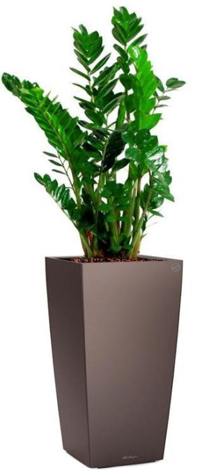 Potted Zamioculcas Zamiifolia House Plant in LECHUZA CUBICO Espresso Metallic Self-watering Planter, Total Height 150 cm