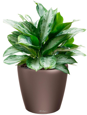 Potted Aglaonema Silver Bay House Plant in LECHUZA CLASSICO LS Espresso Metallic Self-watering Planter, Total Height 90 cm