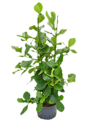 Clusia rosea Autograph Tree W55 H(100-120) cm Live Plant, Potsize D28 cm
