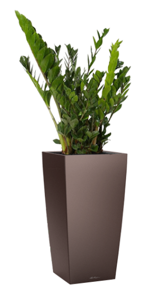 Potted Zamioculcas Zamiifolia House Plant in LECHUZA CUBICO Espresso Metallic Self-watering Planter, Total Height 125 cm