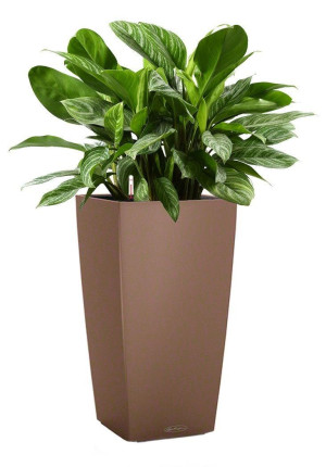 Potted Aglaonema Stripes House Plant in LECHUZA CUBICO Color Nutmeg Self-watering Planter, Total Height 90 cm
