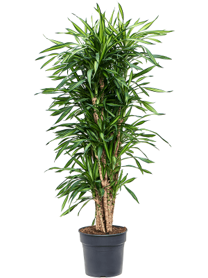 Easy-Care Corn Plant Dracaena fragrans \'Riki\' Tall Indoor House Plants Trees W45 H(140-170) cm, Potsize D34 cm