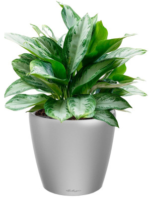 Potted Aglaonema Silver Bay House Plant in LECHUZA CLASSICO LS Silver Metallic Self-watering Planter, Total Height 90 cm