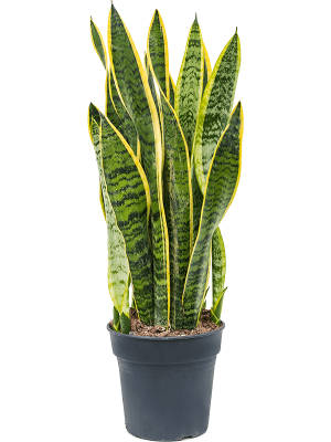 Elegant Snake Plant Sansevieria trifasciata \'Laurentii\' Indoor House Plants W25 H(47-55) cm, Potsize D17 cm