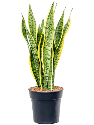 Elegant Snake Plant Sansevieria trifasciata \'Laurentii\' Indoor House Plants W30 H(60-70) cm, Potsize D21 cm