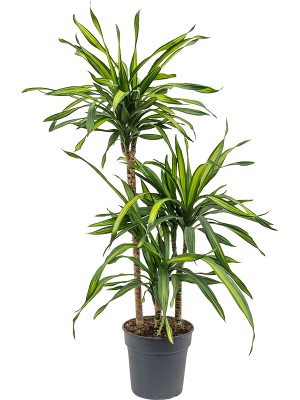 Easy-Care Corn Plant Dracaena fragrans \'Riki\' Tall Indoor House Plants Trees W45 H(90-110) cm, Potsize D21 cm