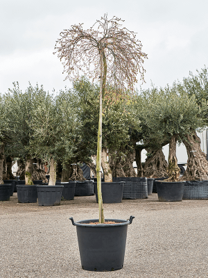 Acer palmatum \'Dissectum Palmatifidum\' (200-240) W100 H(180-220) cm, Potsize D55 cm