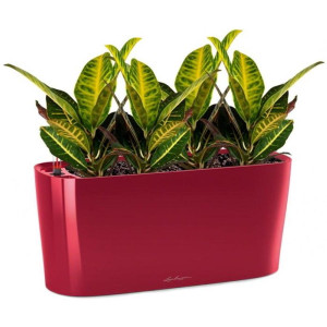 Potted Codiaeum Sunny House Plant in LECHUZA DELTA Scarlet Red High Gloss Self-watering Planter, Total Height 55 cm