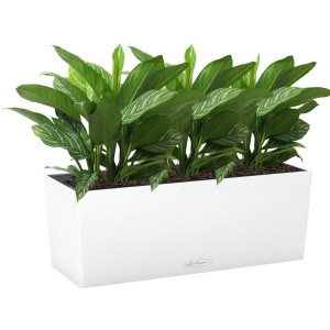 Potted Aglaonema Stripes House Plant in LECHUZA BALCONERA Color White Self-watering Planter, Total Height 45 cm