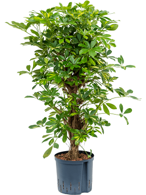 Schefflera arboricola \'Gold Capella\' Umbrella Tree W55 H(80-90) cm Live Plant, Potsize D22 cm