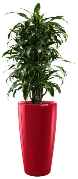 Potted Dracaena Fragrans Arturo House Plant in LECHUZA RONDO Scarlet Red High Gloss Self-watering Planter, Total Height 160 cm