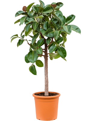 Lush Rubber Plant Ficus elastica \'Robusta\' Indoor House Plants W80 H(140-175) cm, Potsize D40 cm