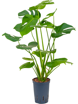 Monstera deliciosa Swiss Cheese Plant W25 H(47-55) cm Live Plant, Potsize D15 cm