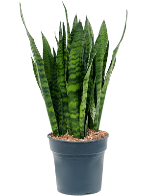Elegant Snake Plant Sansevieria zeylanica Indoor House Plants W35 H(70-80) cm, Potsize D27 cm