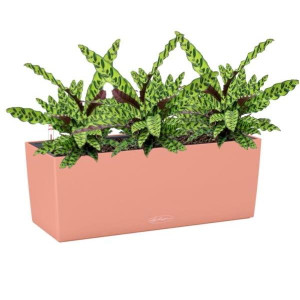 Potted Calathea Lancifolia House Plant in LECHUZA BALCONERA Color Coral Red Self-watering Planter, Total Height 60 cm