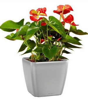 Potted Blooming Anthurium Andraeanum Scarlet House Plant in LECHUZA QUADRO LS Silver Metallic Self-watering Planter, Total Height 50 cm