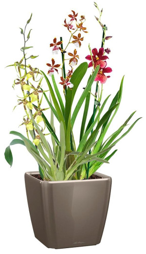 Potted Blooming Orchids House Plant in LECHUZA QUADRO LS Shiny Taupe Self-watering Planter, Total Height 70 cm