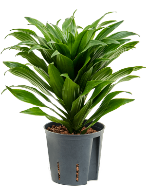 Dracaena fragrans \'Compacta\' Corn Plant W15 H(21-25) cm Live Plant, Potsize D13 cm