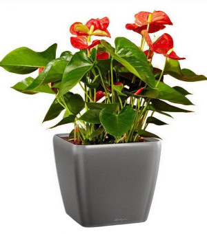 Potted Blooming Anthurium Andraeanum Scarlet House Plant in LECHUZA QUADRO LS Charcoal Metallic Self-watering Planter, Total Height 50 cm