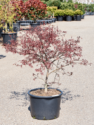 Acer Palmatum \'Garnet\' (100-120) W80 H(90-110) cm, Potsize D43 cm