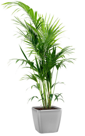 Potted Howea Forsteriana House Plant in LECHUZA QUADRO LS Silver Metallic Self-watering Planter, Total Height 160 cm