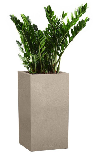 Potted Zamioculcas House Plant in LECHUZA Canto Stone High Sand Beige Self-watering Planter, Total Height 110 cm
