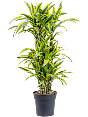 Colorful Corn Plant Dracaena fragrans \'Lemon Lime\' Tall Indoor House Plants Trees W50 H(92-115) cm, Potsize D27 cm