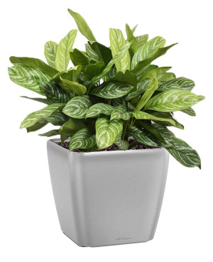 Potted Aglaonema Stripes House Plant in LECHUZA QUADRO LS Silver Metallic Self-watering Planter, Total Height 60 cm