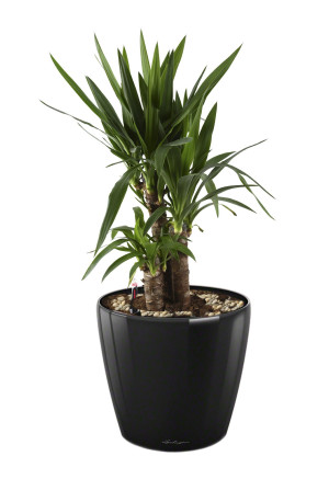 Potted Yucca House Plant in LECHUZA CLASSICO LS Black High Gloss Self-watering Planter, Total Height 80 cm