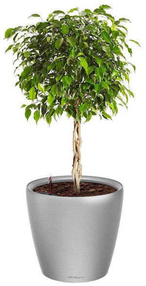 Potted Ficus Benjamina Exotica House Plant in LECHUZA CLASSICO LS Silver Metallic Self-watering Planter, Total Height 70 cm