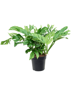 Shade-loving Monkey Leaf Monstera pinnatipartita Indoor House Plants W50 H(55-65) cm, Potsize D27 cm