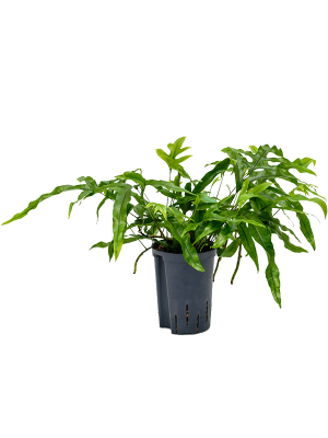 Easy-Care Kangaroo Foot Fern Microsorum diversifolium Kangaroo Foot Fern Indoor House Plants W25 H(30-40) cm Live Plant, Potsize D15 cm