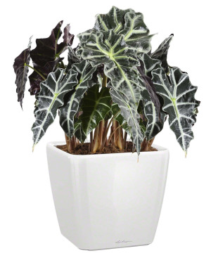 Potted Alocasia Polly House Plant in LECHUZA QUADRO LS White High Gloss Self-watering Planter, Total Height 70 cm